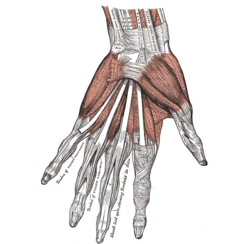 Grays anatomy hand 1_image427 square